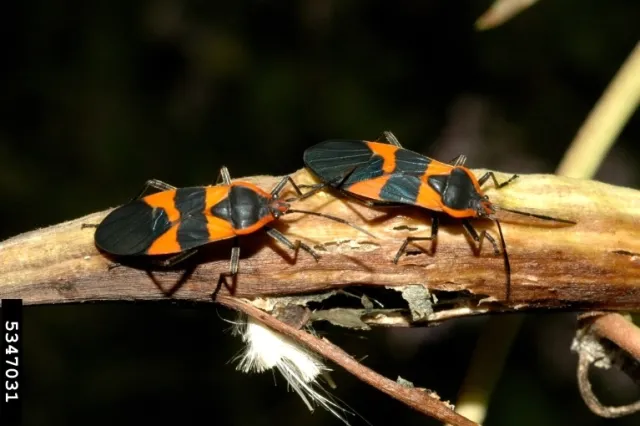 Two small black bugs with bright orange markings crawling on a brown twig.