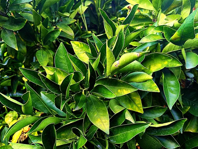 leaves of wilting orange tree