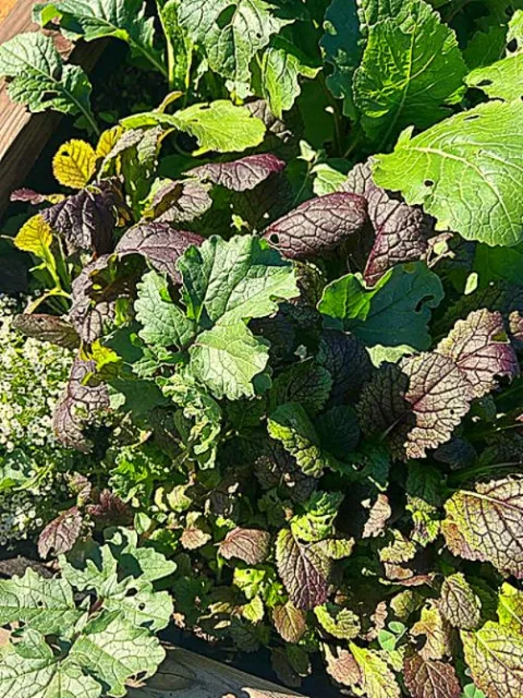 Densely planted vegetable garden