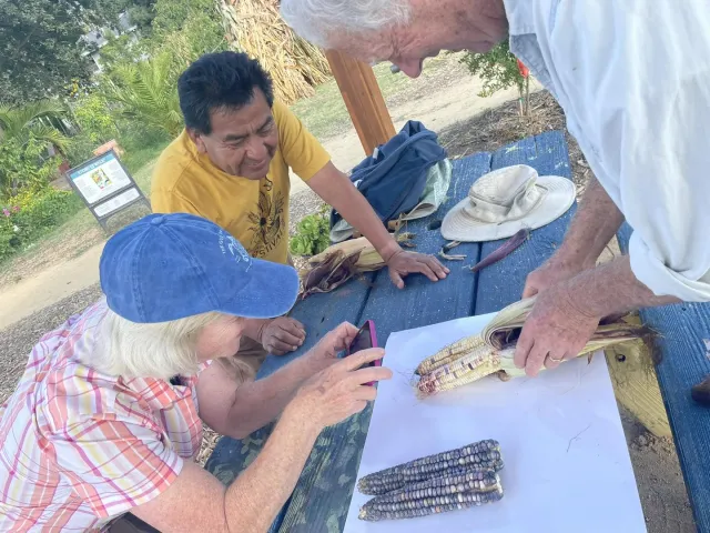Jonathan Bravo and Electra de Peyster admiring corn held by Michael Knappman.