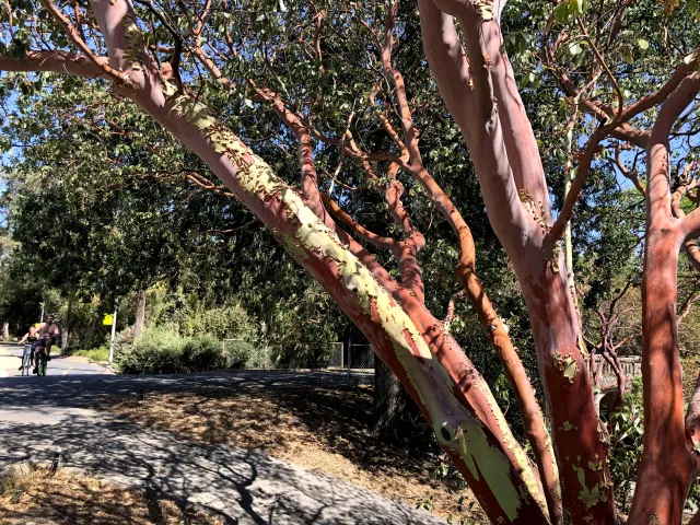 Peeling bark on a manzanita at UC Davis Arboretum