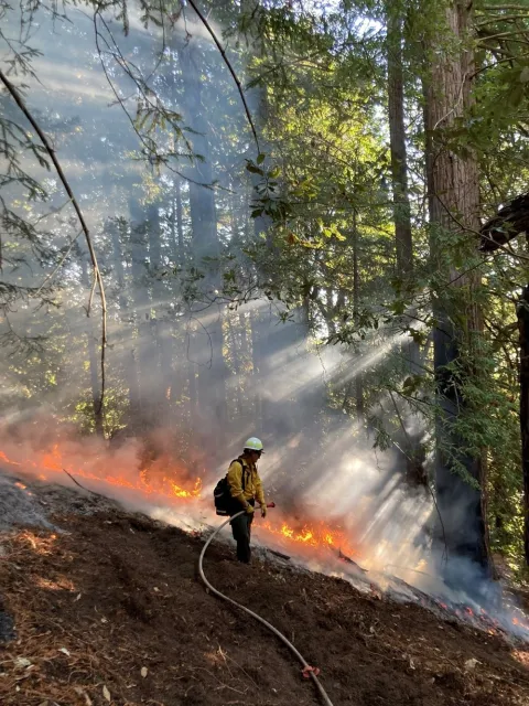 A prescribed fire lighter holds a fire hose and watches moderate flame move across the ground in a forest with smoke being lit by the sun