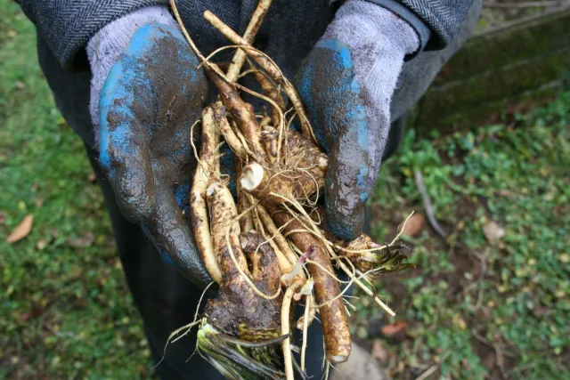 hands holding Horseradish 