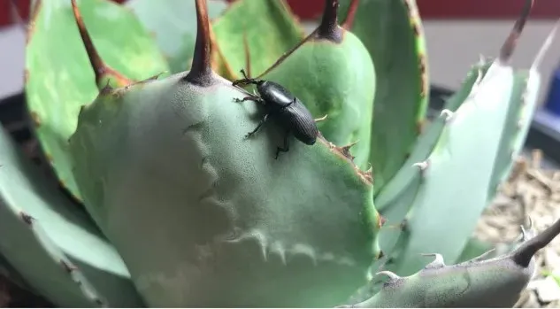 Agave snout weevil