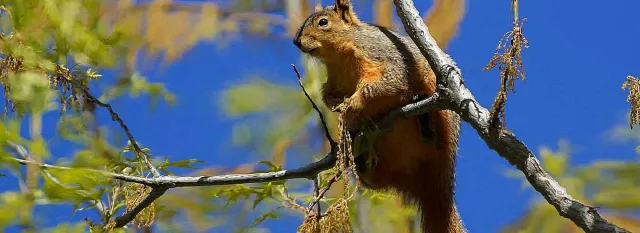 squirrel on a branch