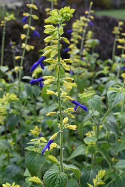 dark purple flowers surrounded by lime colored caylexes on salvia limelight