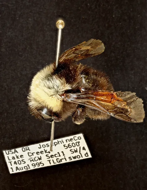 Pinned specimen of Franklin's bumble bee at Bohart Museum of Entomology (Photo courtesy of Bohart Museum)