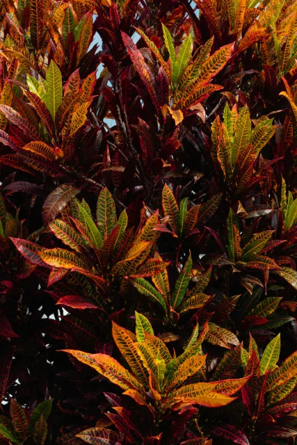 red, yellow and green variegated leaves of the croton plant