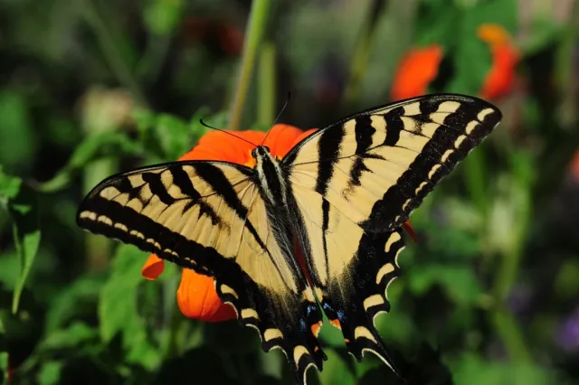 swallowtail butterfly on plant