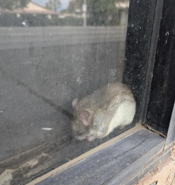A small brown rodent seen through a bakery window cowering behind a black shelf.