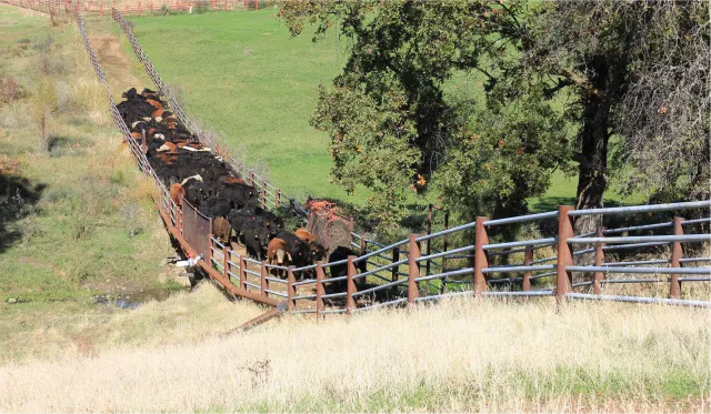 Cattle move between fences