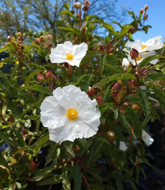 Cistus Elma