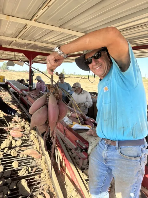 A man wearing an aqua-colored t-shirt and sunglasses holds up a stick with 6 red-skinned sweetpotatoes tied to it. People behind him sort sweetpotatoes on a conveyor belt in the field