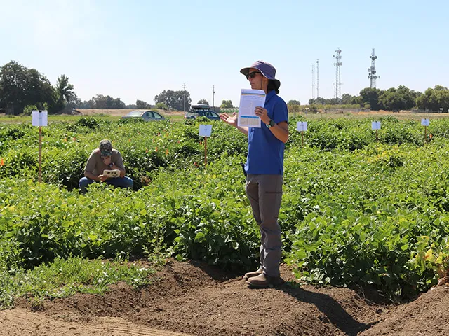 A woman standing in a field of low, bushy, green plants. She is talking and holding a paper in her hand.