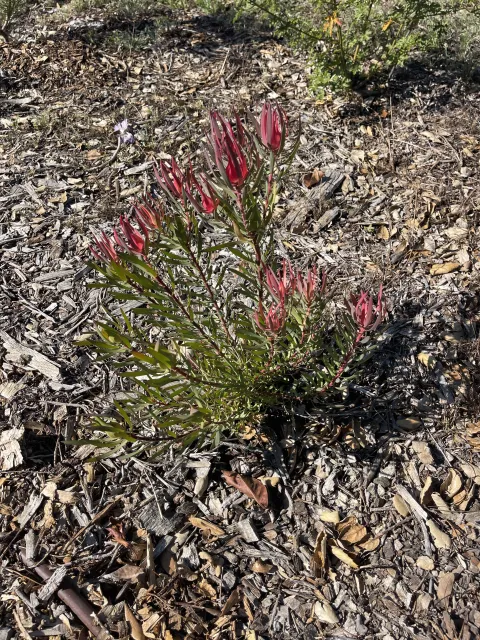 Luecodendron salignum 'Summer Red'