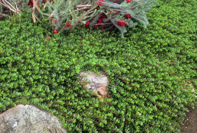 Myoporum parvifolium