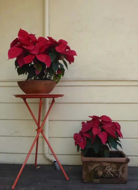 Poinsettias by doorway. J.C. Lawrence