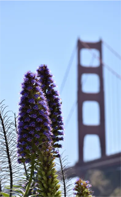 Conical blue flowers with Golden Gate bridge in background