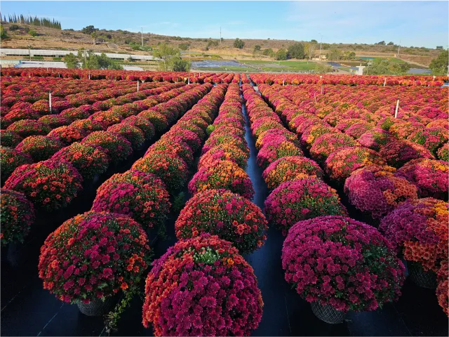 A field of bright pink and orange flowering bushes