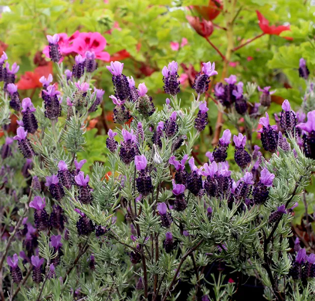 Spanish or French Lavendar