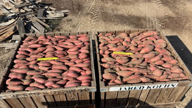 On left is a bin full of red-skinned sweetpotatoes labeled L-19-11 beside a bin full of red-skinned sweetpotatoes labeled Diane.
