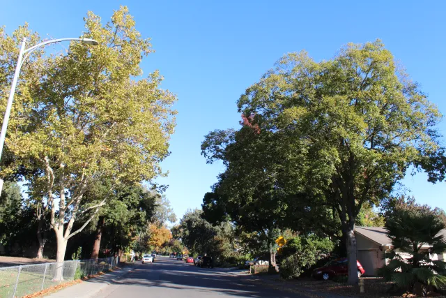 Photo of a tree lined street in a neighborhood.