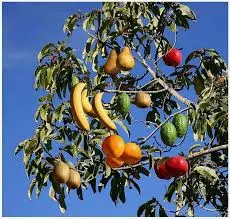 Fruit salad tree