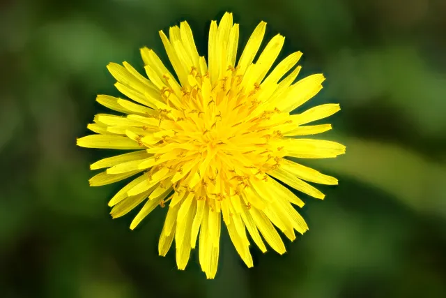 Yellow dandelion