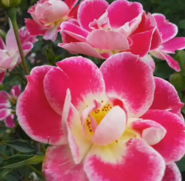 Pink rose