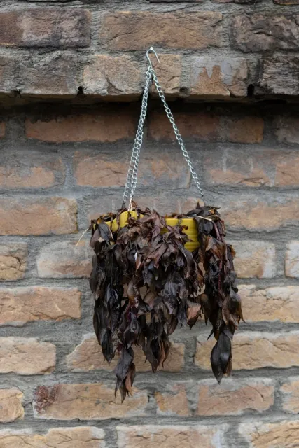 Frost damaged potted plant