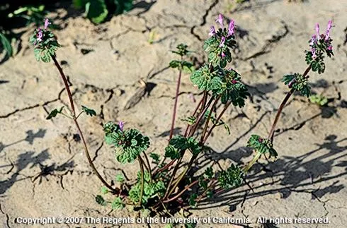 Weed henbit