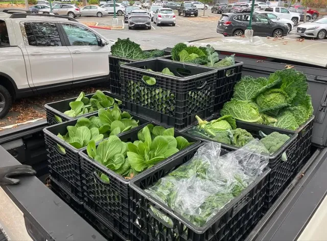 Produce from Our Garden 1