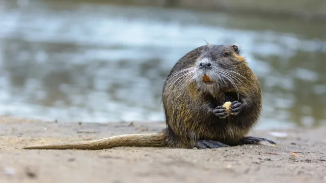 A large rodent with brown fur, orange teeth, white whiskers, and a long, sparsely-haired, rat-like tail. It is sitting on a sandy bank next to a flowing river, and its fur is wet from being in the water.