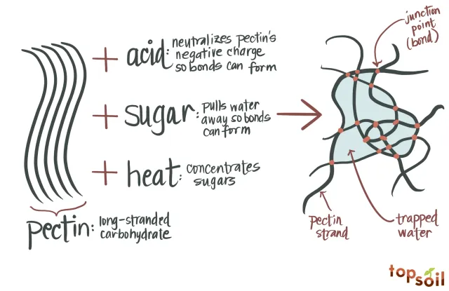 Hand drawn diagram of how pectin works