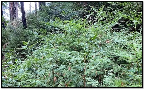 Coast redwoods sprouting voraciously from a small fallen tree following the Soberanes Fire of 2016 in Monterey County. Sprouting is the primary mechanism that coast redwood uses to regenerate. However, given the right conditions and timing, seedling regeneration can occur in great numbers.