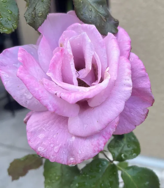 Rose Lavenda Courtesy Lisa Phillips