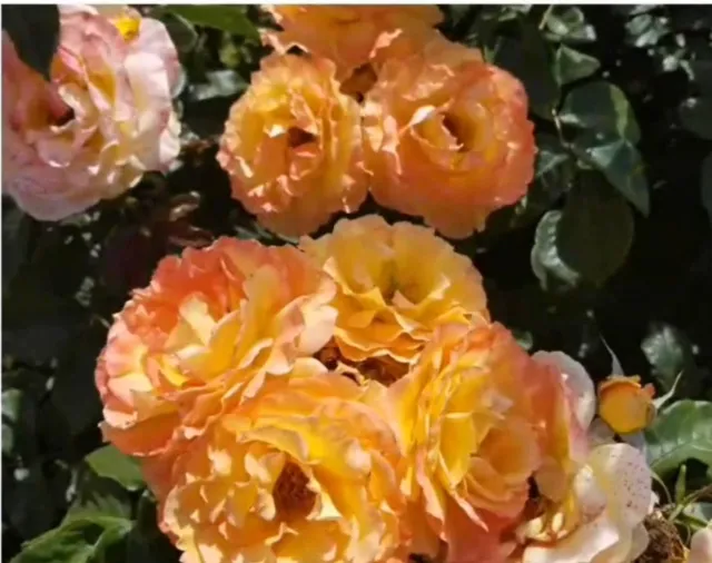 Yellow rose