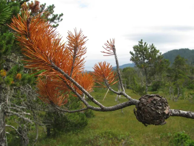 Orange-brown pine bough with large swollen gall
