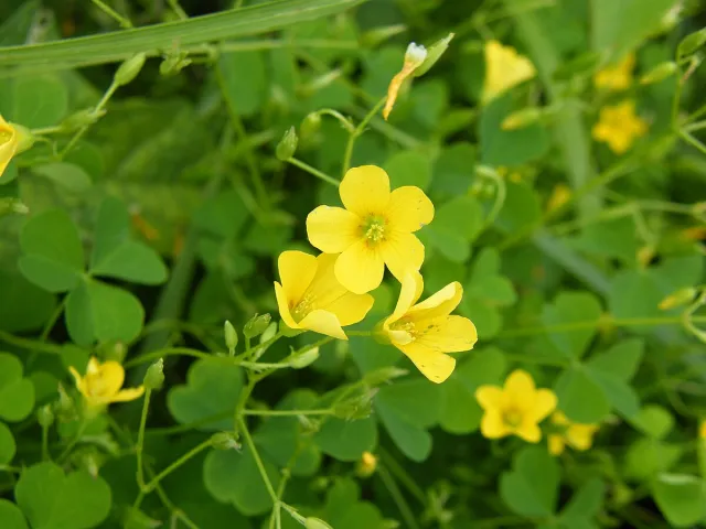 Yellow oxalis