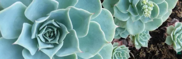 hen and chick succulent