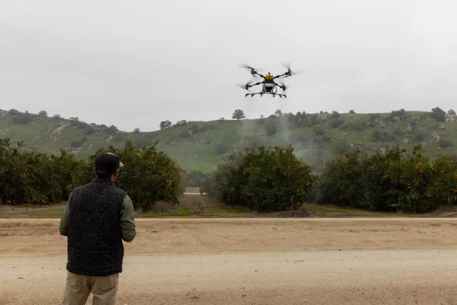 A man flies a spray drone toward a citrus orchard. Green hills in background