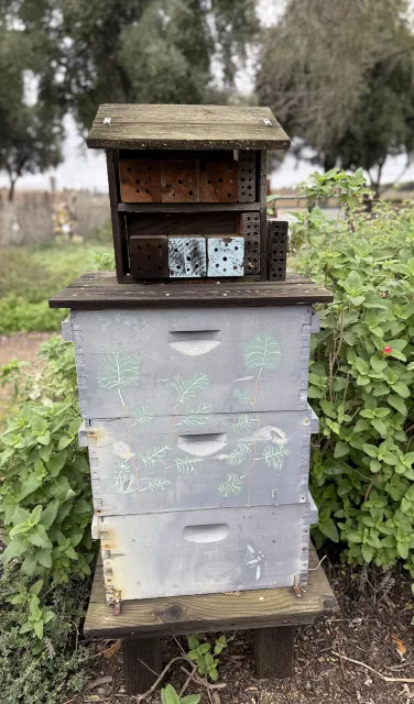 Native bee hotel at the UC Davis Bee Haven. (Photo by Kathy Keatley Garvey)