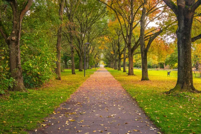 A paved walking path dotted with orange, fallen leaves, bordered by grass and shaded by trees.