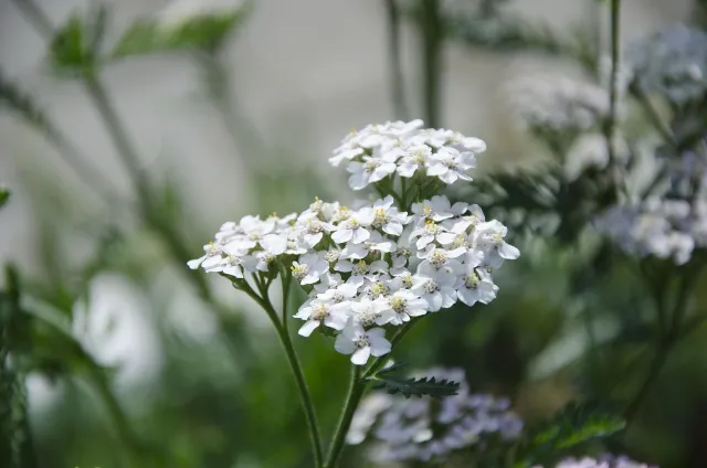 White yarrow in bloom. Image by Tatiana6 from Pixabay.