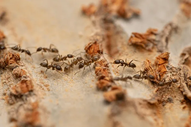 A line of several dark brown, Argentine ants walking over rough, light brown tree bark.