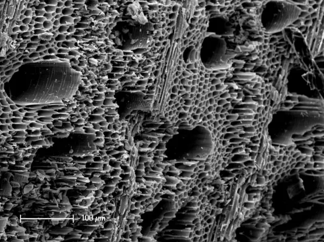 Biochar magnified, showing how porous the surface is