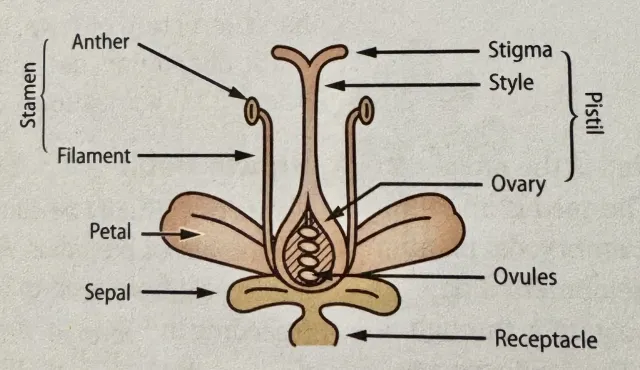 Diagram showing specific parts of a flower.