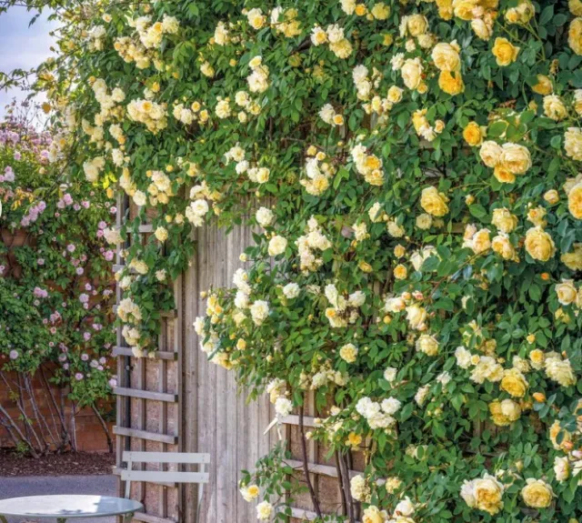 Yellow climbing rose
