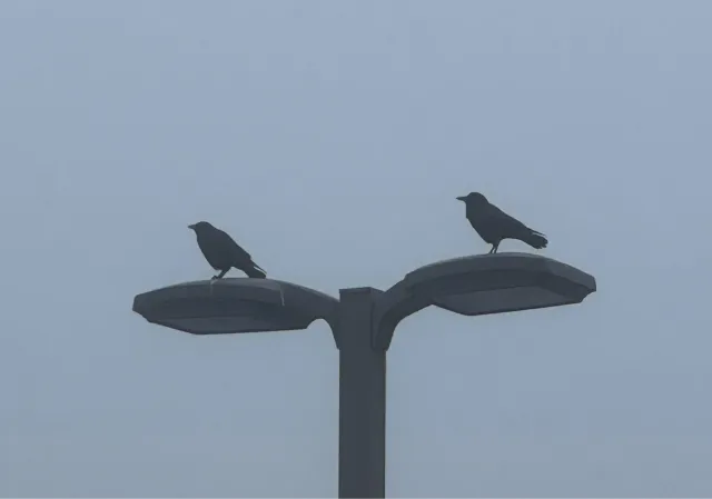 Photo of two crows perched on a street light.