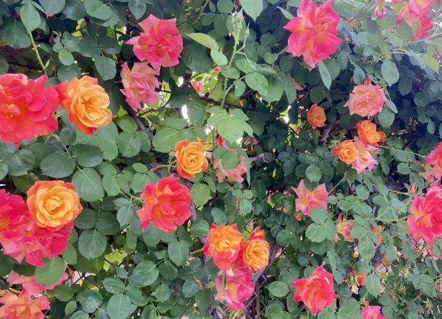 Pinkish orange roses on a fence